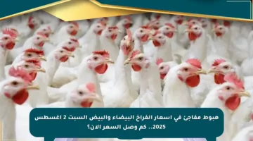 هبوط مفاجئ في أسعار الفراخ البيضاء والبيض السبت 2 أغسطس 2025.. كم وصل السعر الآن؟